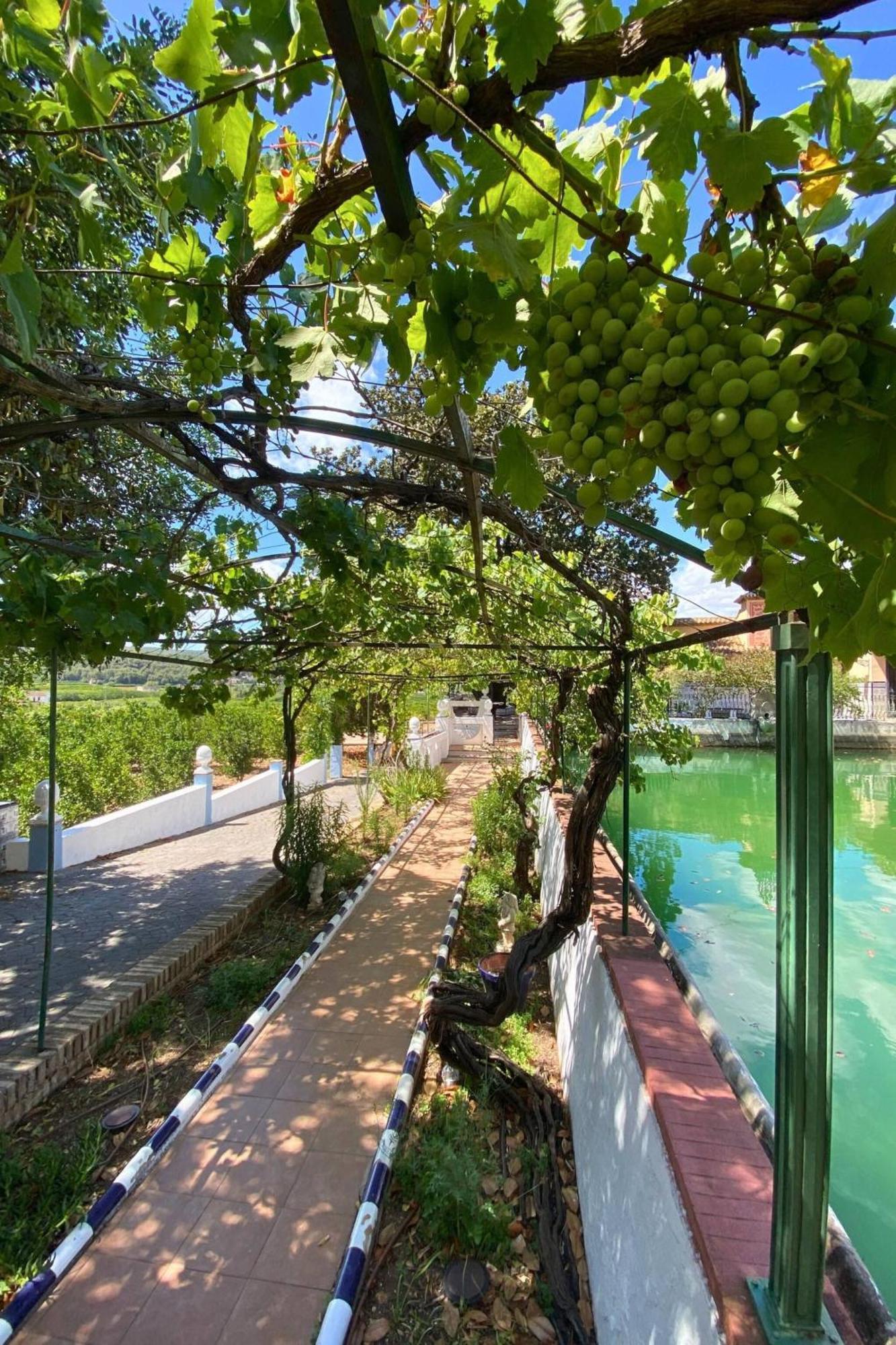 Casa Magnolia, A Rural Paradise House With Pool Alzira Εξωτερικό φωτογραφία